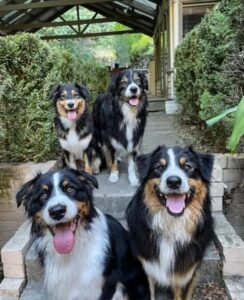 0ee1bc8b-d9cc-4890-8819-451f0b885131-244x300