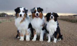 927ae498-5d93-4193-a7e0-494b97b80d62-300x178